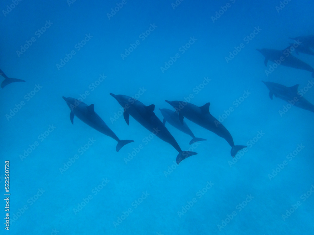Dolphins at Egypt Dolphins at Egypt