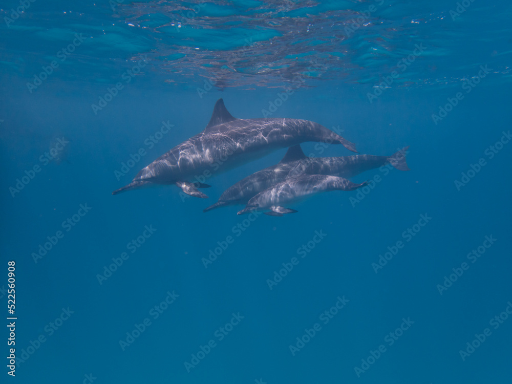 Dolphins at Egypt