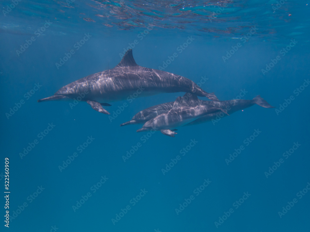 Fototapeta premium Dolphins at Egypt