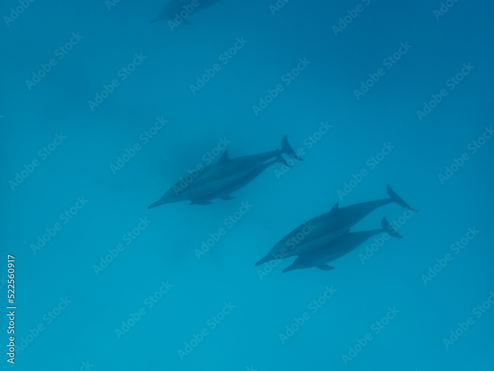 Fototapeta premium Dolphins at Egypt