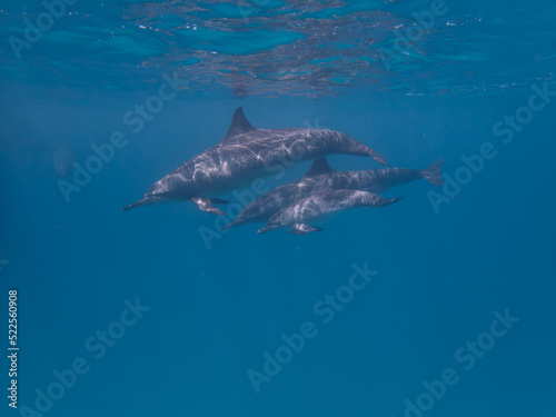 Dolphins at Egypt © Niklas