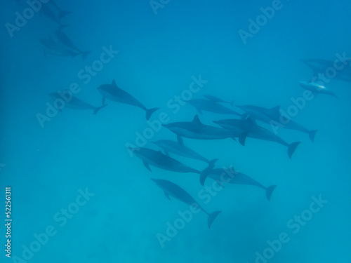 Dolphins at Egypt