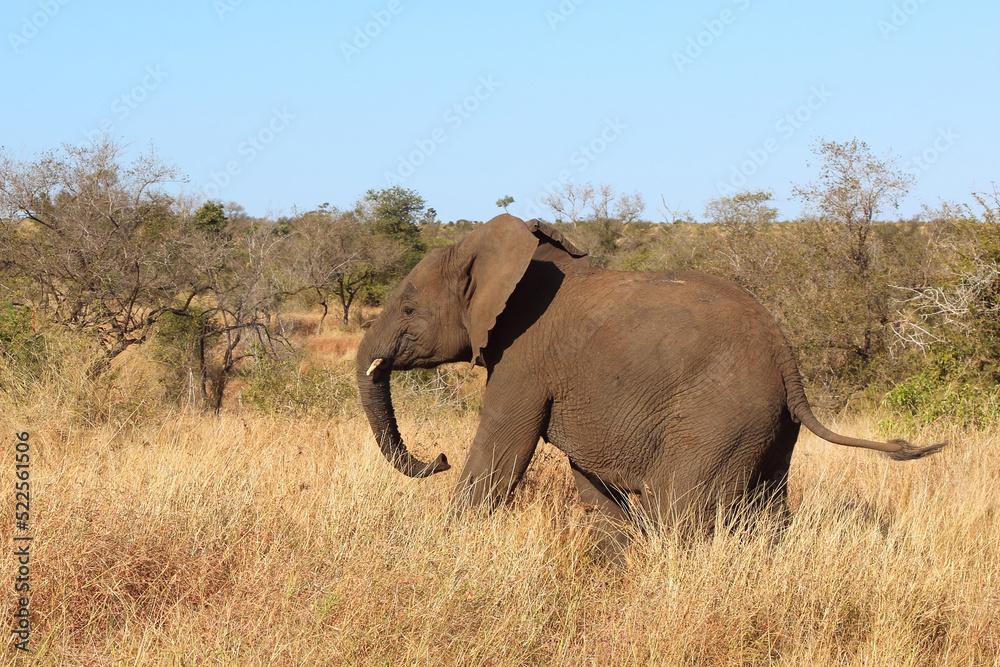 Fototapeta premium Afrikanischer Elefant / African elephant / Loxodonta africana
