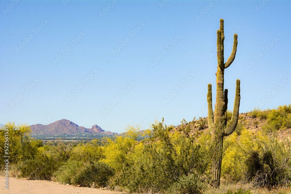 Saguaro Cactus in Arizona Desert with Mountains and Wildlife in Background in Summer