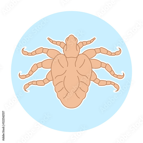 Pubic lice Tiny Bed Bugs tick egg infection body