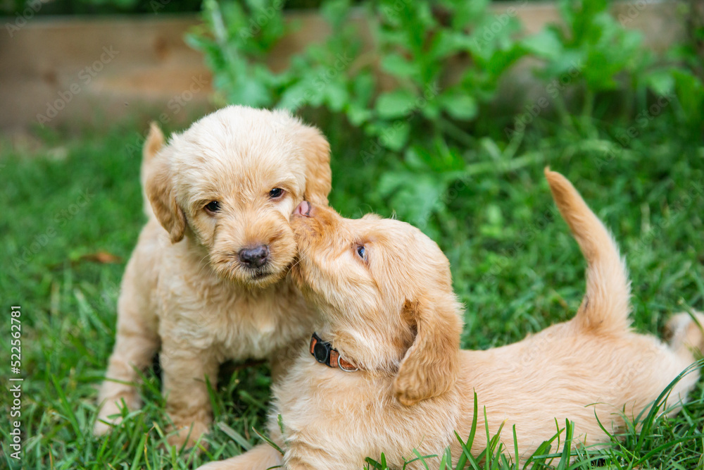 two golden retriever puppies loving and kissing on each other outside in the grass two golden retriever puppies loving and kissing on each other outside in the grass