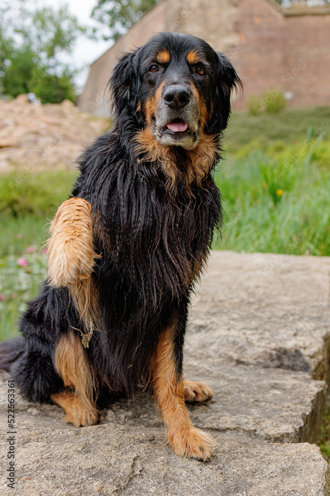 male dog hovawart gold and black offers paw male dog hovawart gold and black offers paw