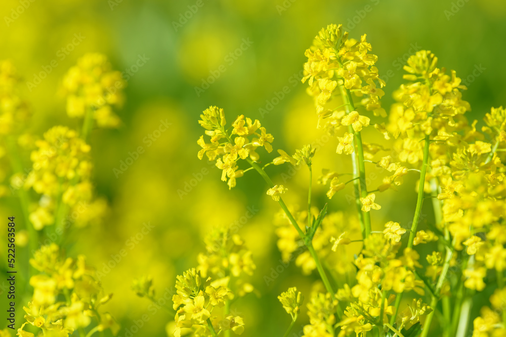 Blooming rapeseed plants. Flowers of the canola plant with edible oil seed. Beautiful summer background of growing rapeseed inflorescence. Spring blossoming meadow. Food and drinks ingredient. Blooming rapeseed plants. Flowers of the canola plant with edible oil seed. Beautiful summer background of growing rapeseed inflorescence. Spring blossoming meadow. Food and drinks ingredient.