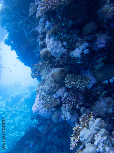 Scuba Diving in the Red Sea