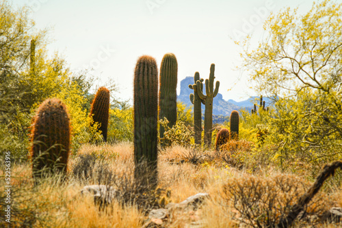 Saguaro Cactus in Arizona Desert with Mountains and Wildlife in Background in Summer