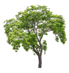 Tree on transparent background, real tree green leaf isolate die cut png file