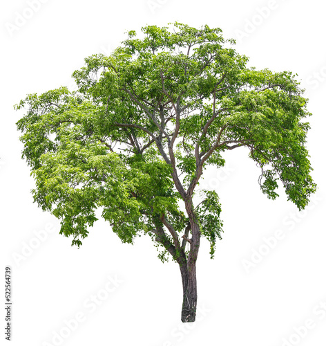 Fotografiet Tree on transparent background, real tree green leaf isolate die cut png file