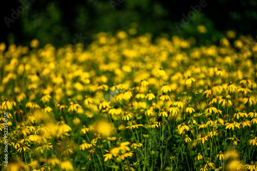 A background of yellow flowers. The Coneflowers (Rudbeckia). © Szymon Bartosz