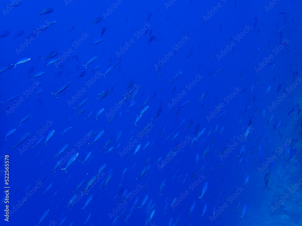 Swarm of Fish in the Red sea
