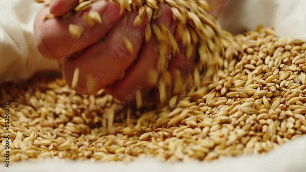 Dry golden barley malt close-up. Craft beer production. Ripe wheat grains texture. Brewery concept. Harvesting and farming, grocery. 