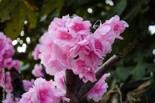 colorful flower in a public garden during summer season with soft focus background