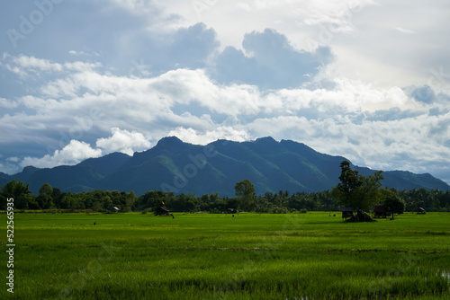 Green Rice Field with Mountains Background under Blue Sky  Panorama view rice field.