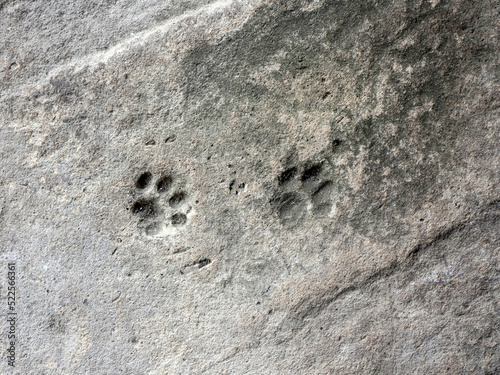 Animal footprints on concrete floor. Gray concrete floor with cat footprints