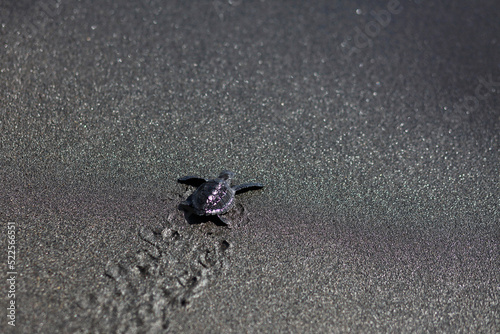 Baby Turtles or Penyu Lekang or Tukik (Lepidochelys olivacea), which are only a few days old, are running on the black sandy beach, trying to get close to shoreline to enter the water. photo