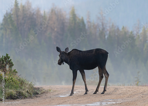 Cow Moose in morning fog. Moose in the Colorado Rocky Mountains