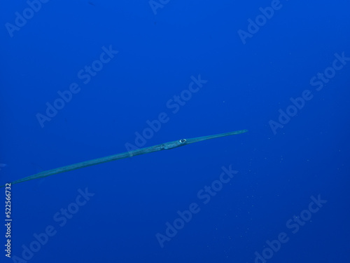 Garfish at a reef in Egypt photo