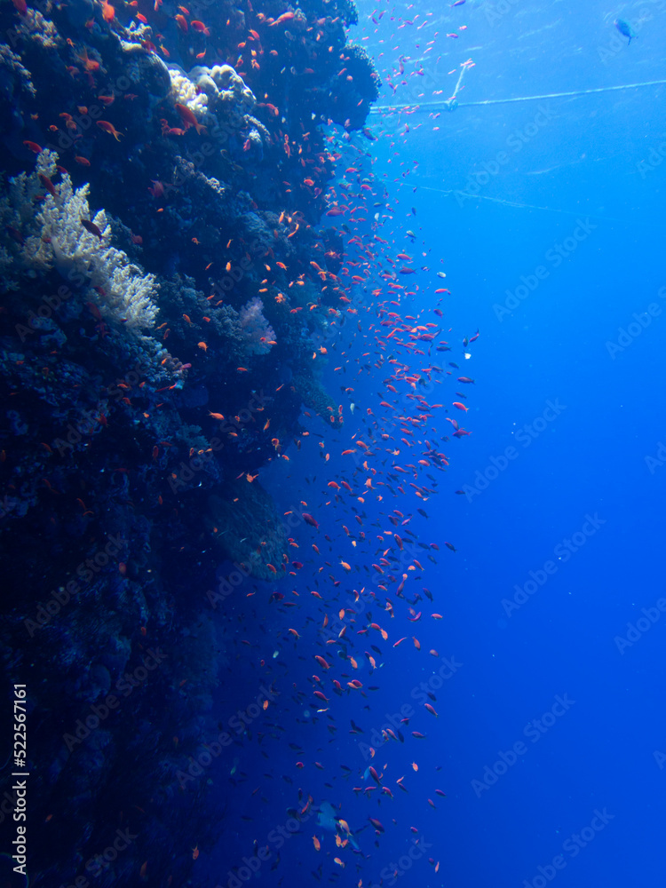 Obraz premium Orange fish around corals in egypt