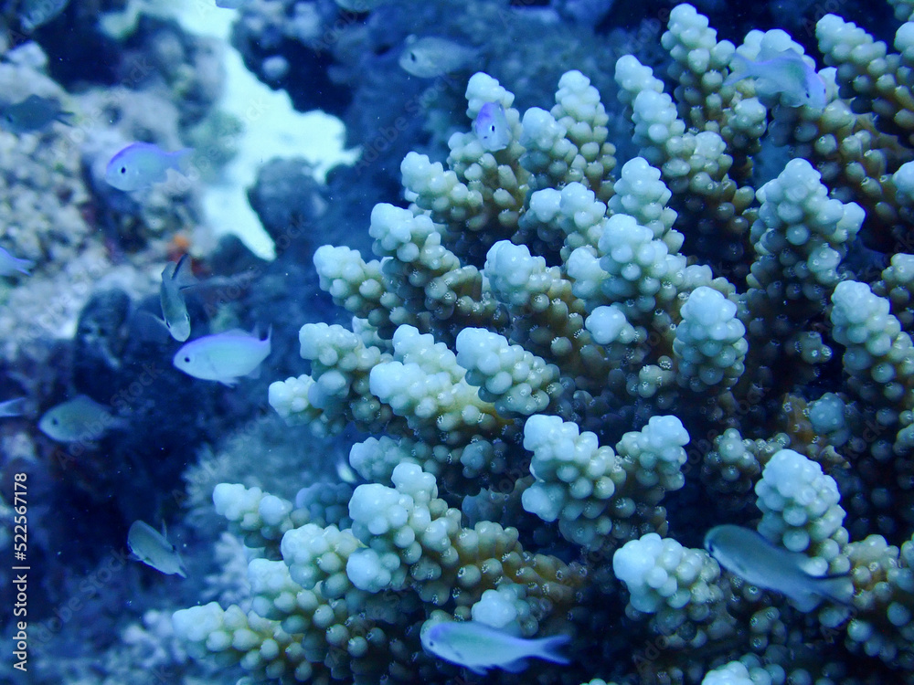 Coral Close Up Coral Close Up