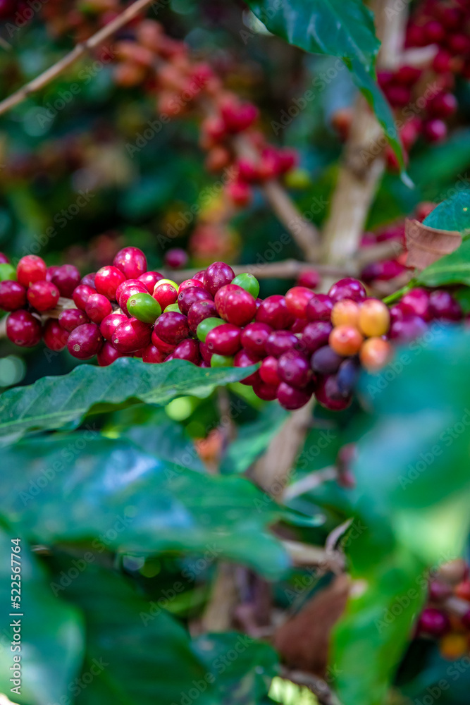 The large coffee-growing areas are located south of the Pan-American Highway in San Salvador
