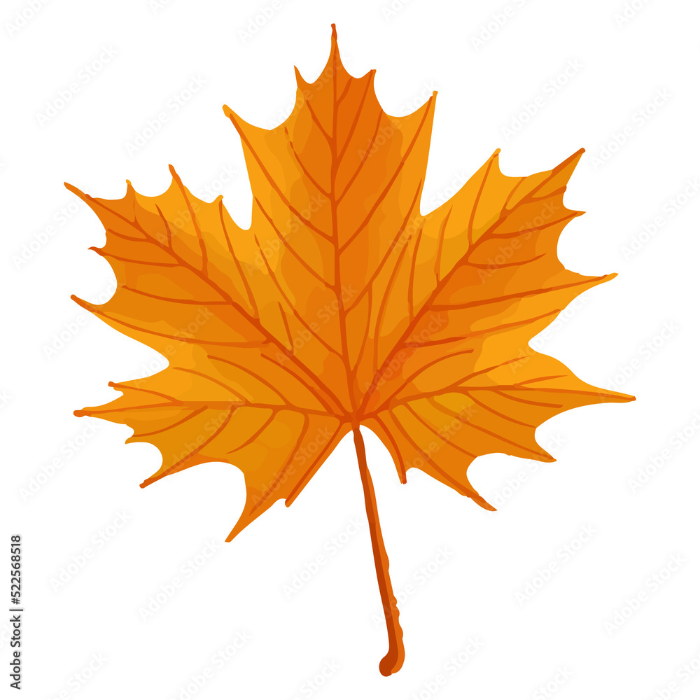 Fototapeta premium Watercolor Leaf, Autumn leaves clipart.