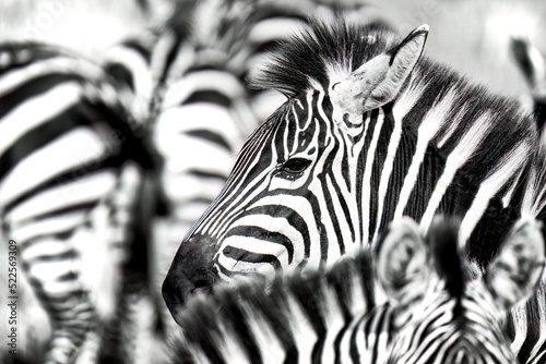 Close up of the face of a plains zebra  equus quagga  in a herd of zebra in the Masai Mara  Kenya. Black and white