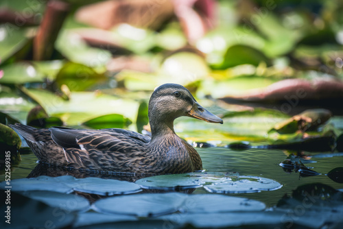 duck among lotus flowers