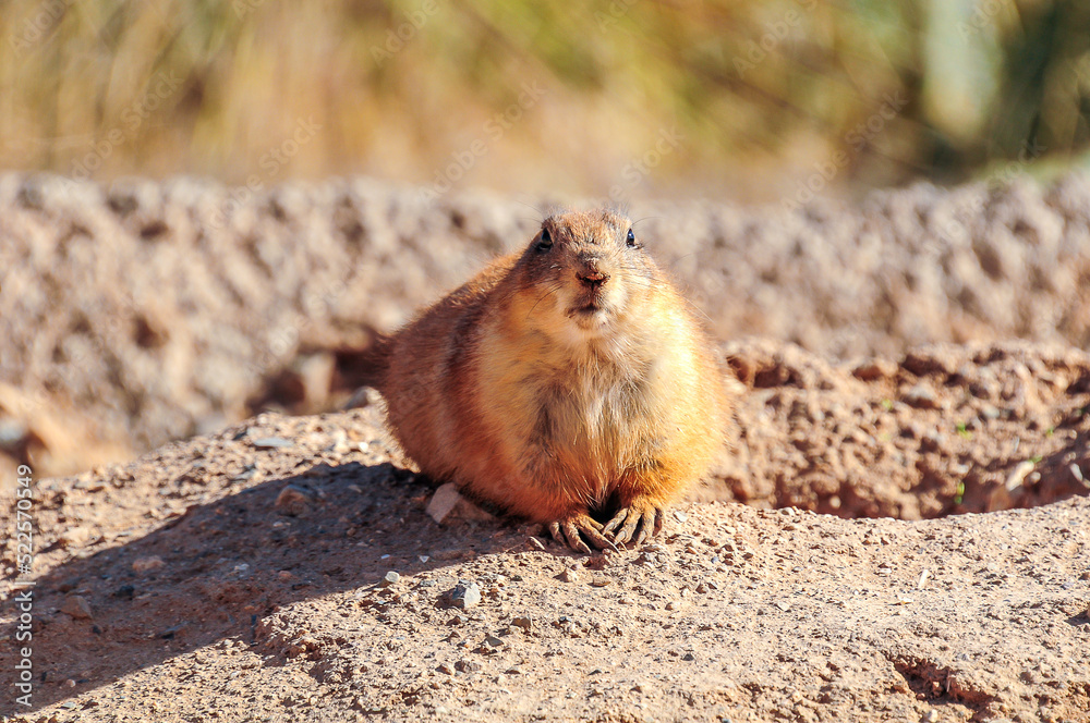 Prairie Dog Prairie Dog