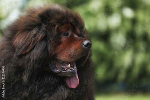 Big tibetan mastiff on the grass outdoor