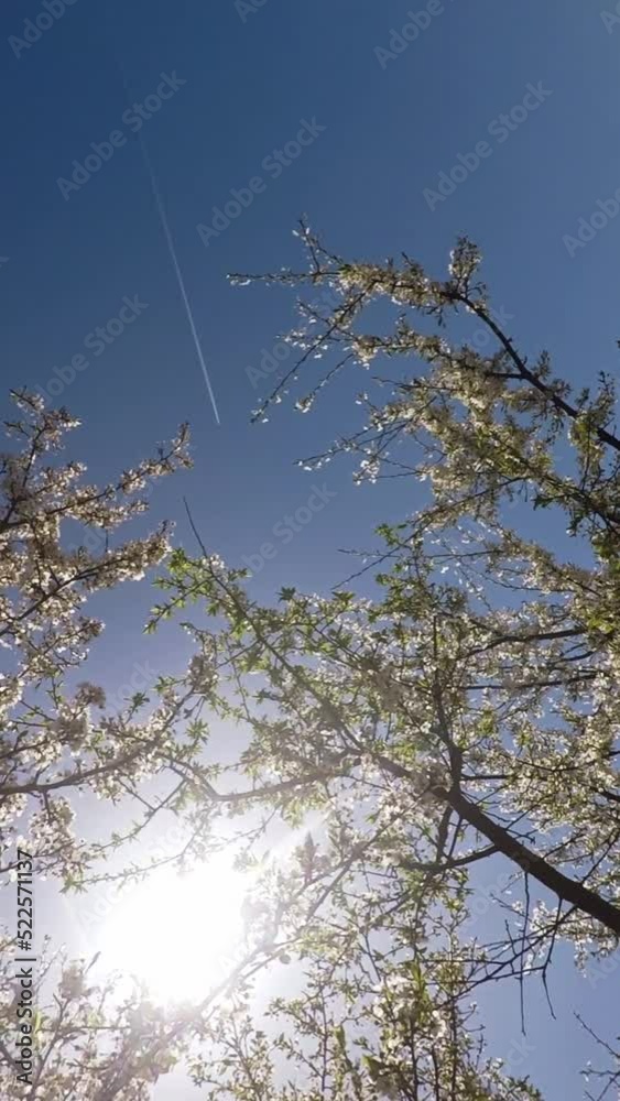 Blooming tree with a plane in the sky on a clear day