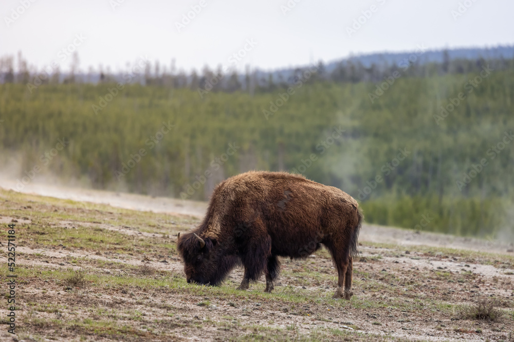Bison eating grass in American Landscape. Yellowstone National Park. United States. Nature Background. Bison eating grass in American Landscape. Yellowstone National Park. United States. Nature Background.