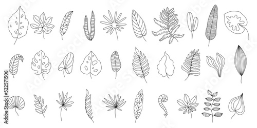 Tropical leaves line art. Monstera leaf outline, doodle jungle ferns and linear palm tree foliage vector set