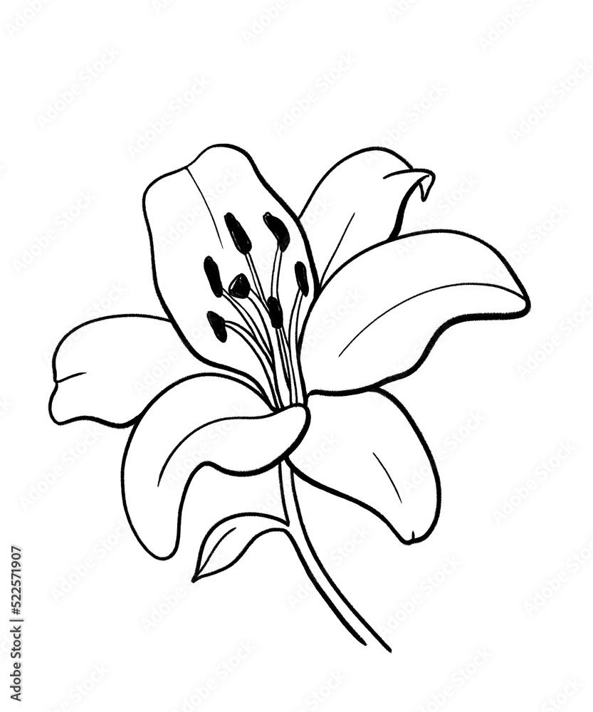 How To Draw A Lily Flower Step By Step - YouTube