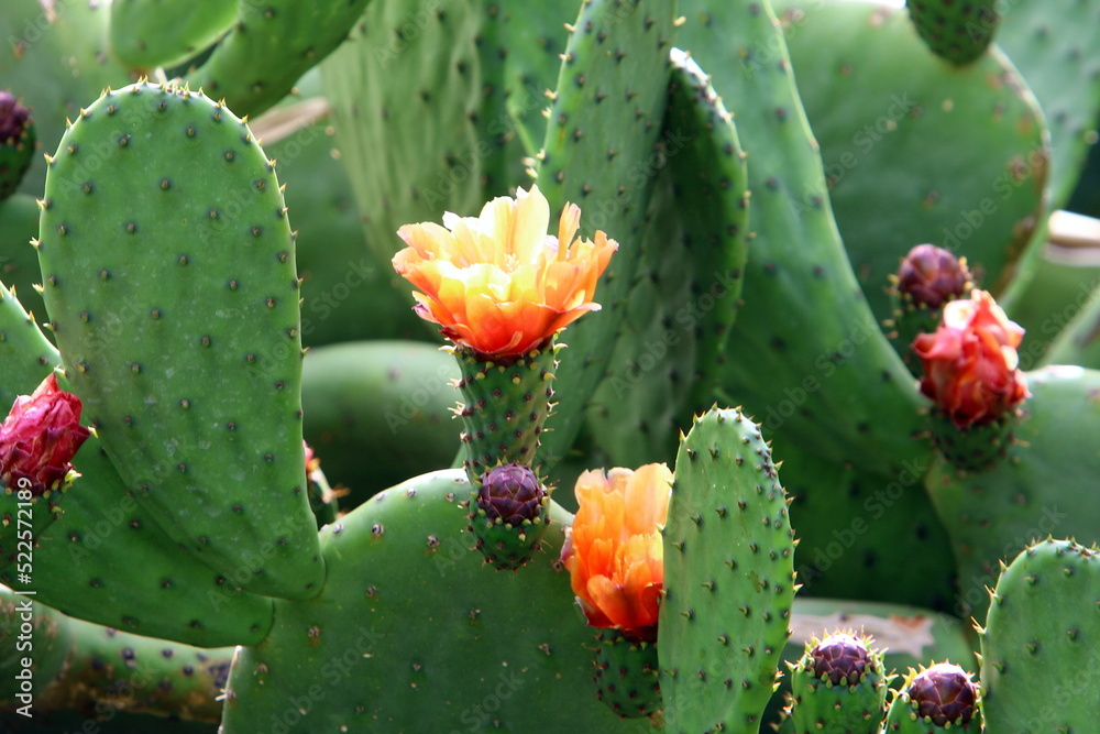 The cactus is large and prickly grown in the city park.