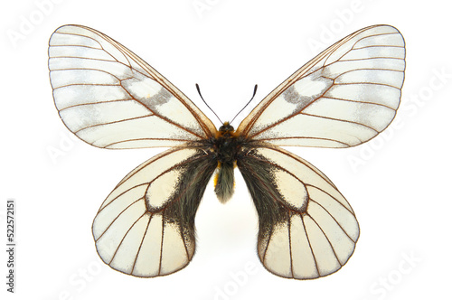 蝶の標本・ウスバシロチョウ
