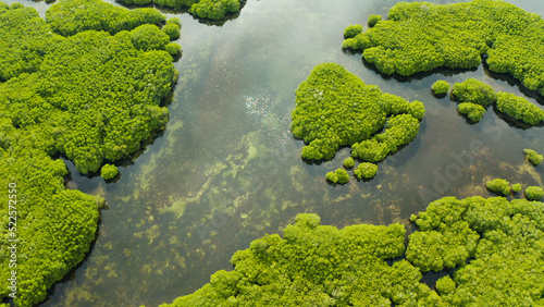 Mangrove green forests with rivers and channels on the tropical island, aerial drone. Mangrove landscape.
