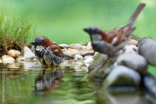 Two house sparrows, male at the water of a bird watering hole. Czechia