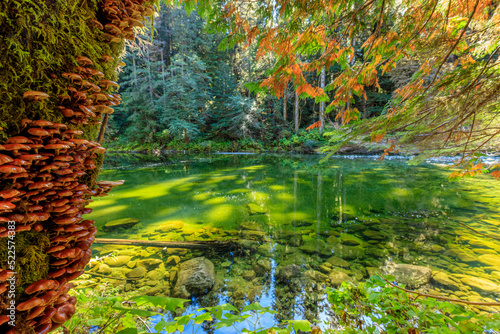 Emerald Pool, Walbran Creek photo