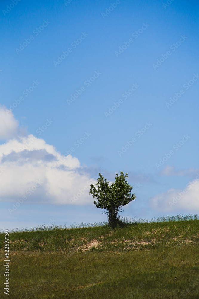 tree in the field tree in the field