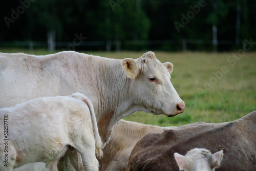 .white cows in green grass with small calves on a summer evening