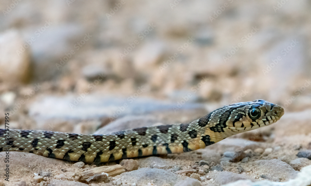 Close-up shot of a juvenile Horseshoe Whip Snake (Hemorrhois hippocrepis) Close-up shot of a juvenile Horseshoe Whip Snake (Hemorrhois hippocrepis)