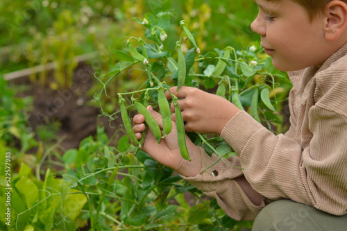 Foto Selective focus boy who plucks a green pod of peas from the garden