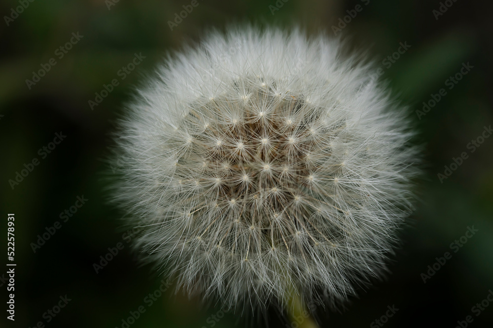 Fototapeta premium Dandelion seeds close up. Floral background, screensaver, photo wallpaper, postcard. High quality photo