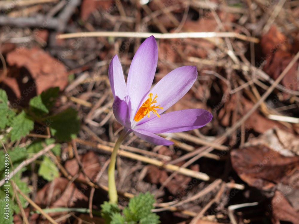Flor morada de otoño, en un suelo con agujas de pino y hojas marrones, en Lérida, 2021 Flor morada de otoño, en un suelo con agujas de pino y hojas marrones, en Lérida, 2021