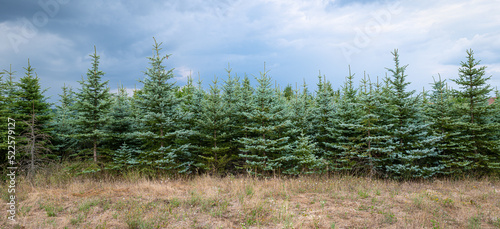 Blue spruces on a tree nursery photo