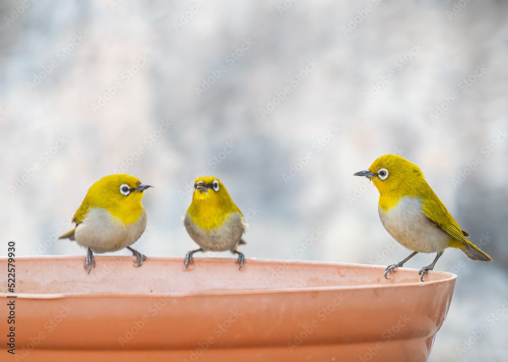 Fototapeta premium White eye oriental birds having water
